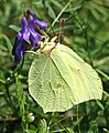 Zitronenfalter (Gonepteryx rhamni)