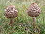 Schirmling (Macrolepiota procera)