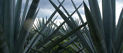 Agave