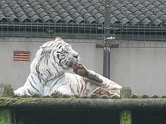 Belfast Zoo White Tiger.JPG