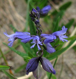 Polygala vulgaris