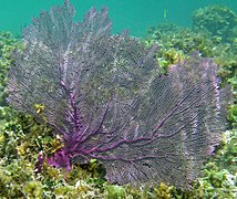 Gorgonia ventalina, un Gorgoniidae