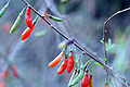 Goji, plody kustovnice čínské (Lycium chinense)