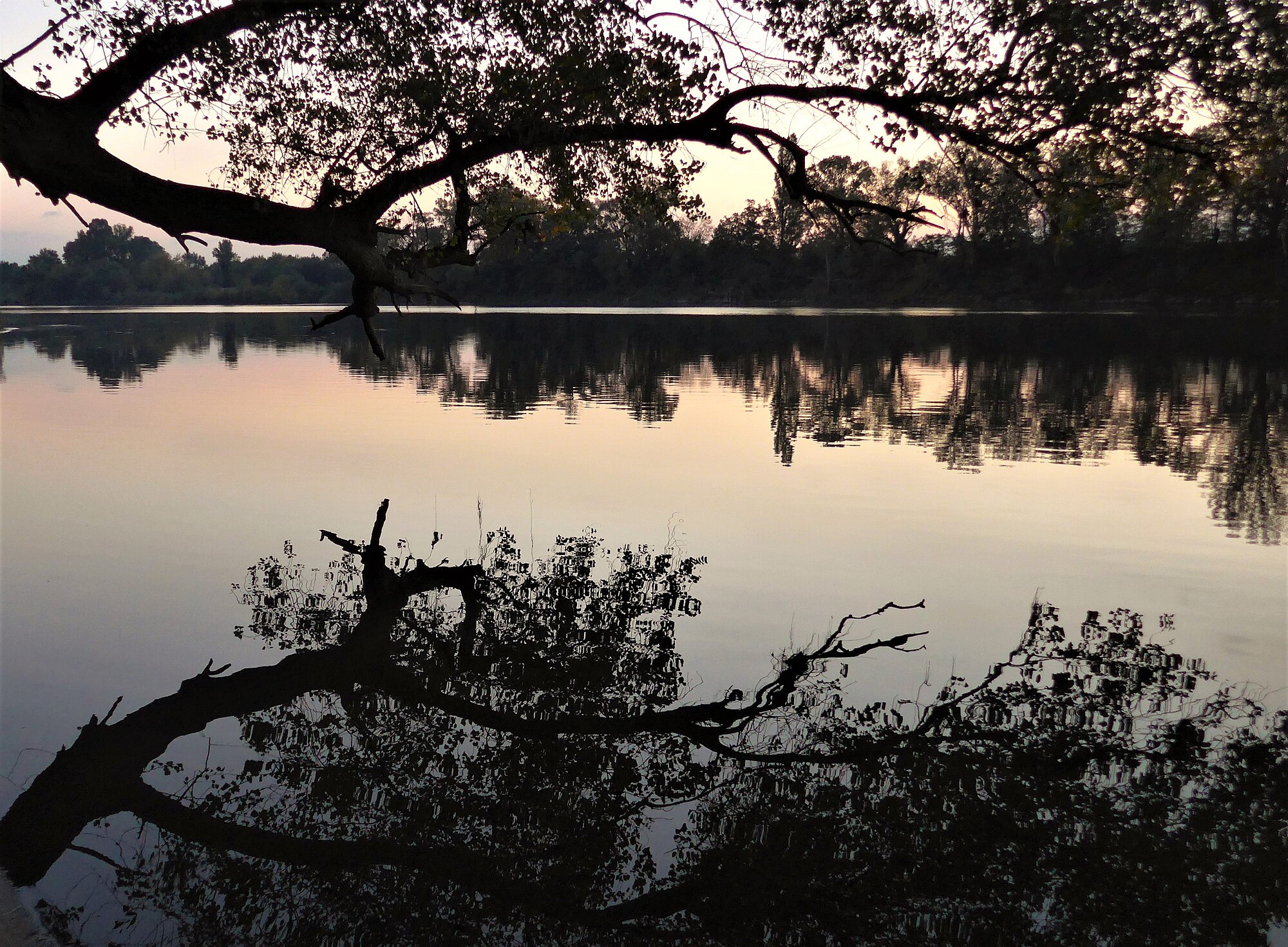 Branches.