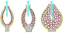 Porifera body structures 01.png