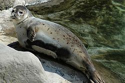 Plankumainais ronis (Phoca vitulina)