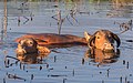 47 Two water buffaloes bathing at golden hour uploaded by Basile Morin, nominated by Basile Morin,  14,  0,  0