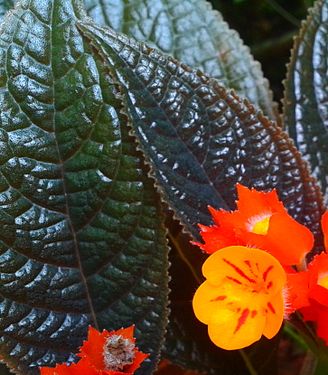 reddish green leaf