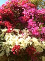 Bougainvillea 3 màu tô điểm cho hàng rào tại Los Angeles