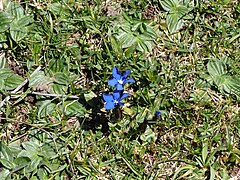 Gentiana verna