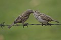 23 House sparrow feeding behaviour uploaded by Prasan Shrestha, nominated by Nirmal Dulal,  20,  1,  1