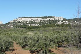 Image illustrative de l’article Olives noires de la vallée des Baux-de-Provence