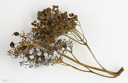 Dried branch, Muséum de Toulouse