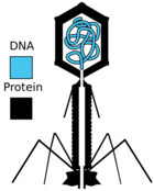 Diagrammatic cross-section of T2 phage, showing the DNA (blue) and protein (black) components