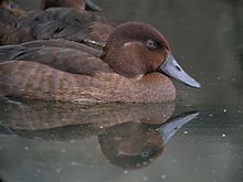 A Madagascar Pochard (Aythya innotata)