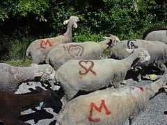 Marques de bergers avec des cœurs.