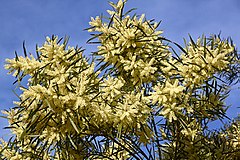 Description de l'image Acacia_floribunda_CFGk365.jpg.