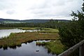 Borová Lada (Šumava) yakınında Chalupská slať)