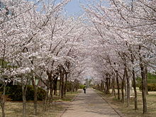 Cherry blossoms at POSTECH.jpeg