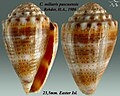 Conus miliaris Hwass in Bruguière, J.G., 1792