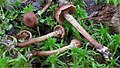 Cortinarius helvelloides