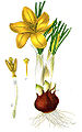 Crocus aureus