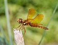 17 Eastern amberwing (75121) uploaded by Rhododendrites, nominated by Rhododendrites,  9,  1,  0