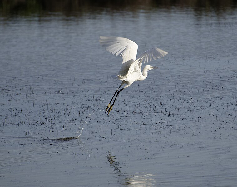 File:Egretta garzetta-pjt6.jpg