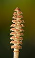 46 Equisetum arvense fertile spore-bearing stem - Keila uploaded by Iifar, nominated by Iifar,  20,  0,  0