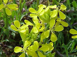 Erysimum helveticum0.jpg