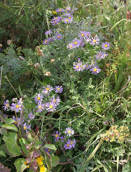 File:PP Nové hory - Aster Amellus.jpg