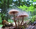 Spinellus fusiger growing on the mushroom Mycena haematopus