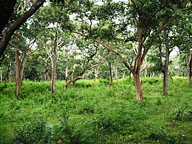 Tropical moist forest biome