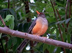 Mkesha-milima (Turdus abyssinicus)