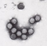 Adenoviruses