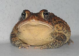 Bufo terrestris