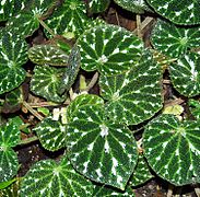 Begonia pustulata.