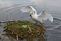 Un cigno (Cygnus olor) in atterraggio nel suo nido