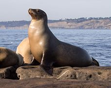 Zalophus californianus ~ Piakol (Otariidae)