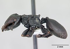 Description de l'image Cephalotes bruchi casent0173667 profile 1.jpg.