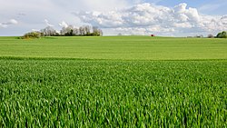 Champ de blé Côte-d'Or Bourgogne avril 2014.jpg