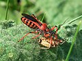 Punaise Rhynocoris (Reduviidae) mangeant une punaise Pentatomidae