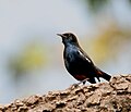 Male; Kawal Wildlife Sanctuary, Andhra Pradesh, India