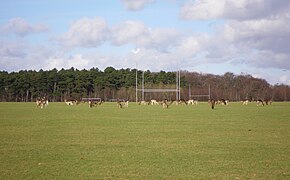 Les daims sur le terrain de hurling