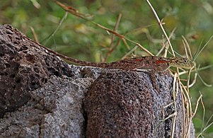 female, Kenya