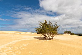 Wilsons Promontory National Park (AU), Big Drift -- 2019 -- 1683