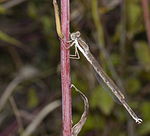 Sympecma fusca – Männchen