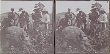 Mary Gallen-Kallela and her children Kirsti and Jorma stand next to a rhino shot by her husband, artist Akseli Gallen-Kallela, in May 1910. (24120310444).jpg