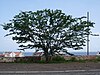 Acacia tree