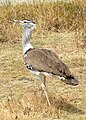 Ngorongoro, Tanzania